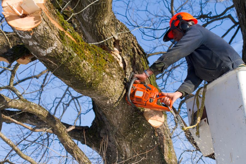 Apple Tree Removal in Doylestown, PA