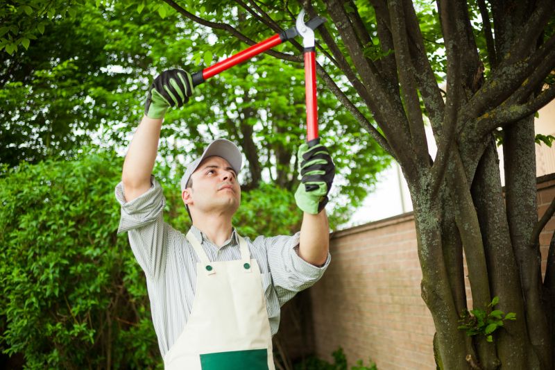 Birch Tree Pruning in Allentown, PA