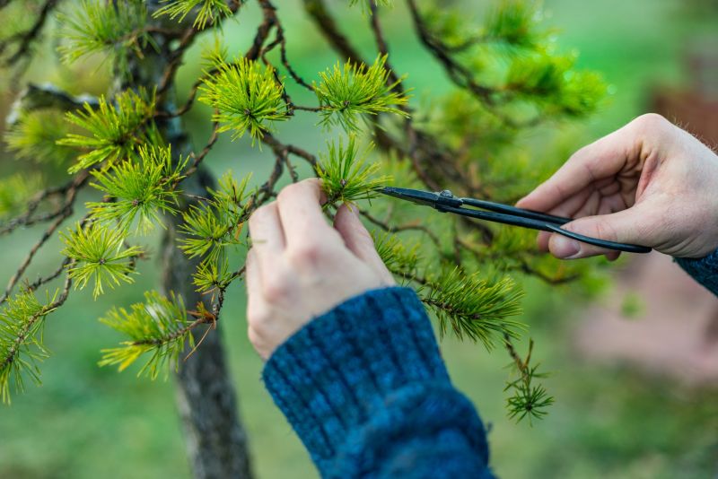 Branches Pruning in Pottstown, PA