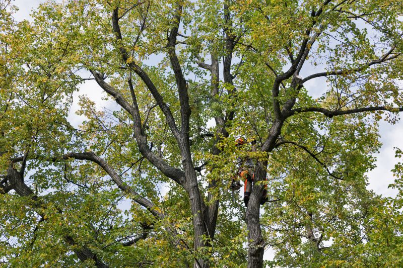 Canopy Pruning in San Jose, CA