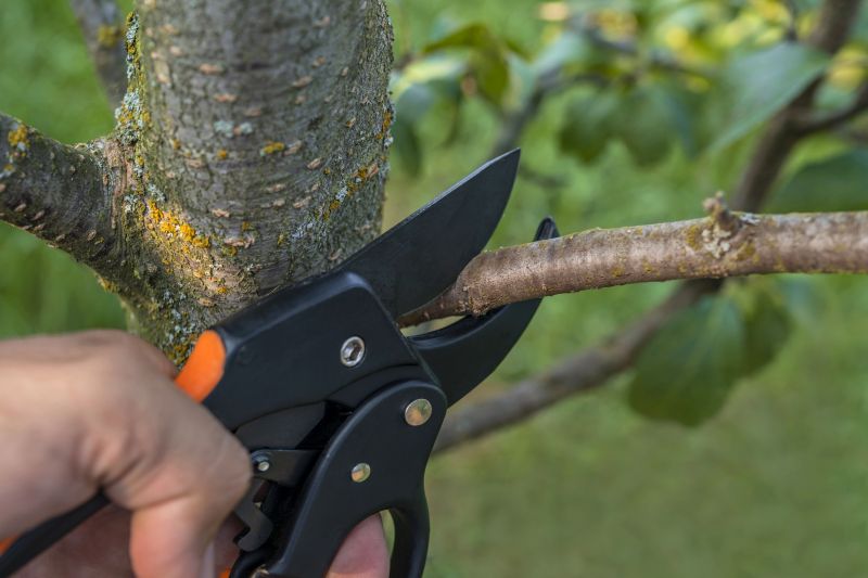 Palm Tree Removal in San Jose, CA