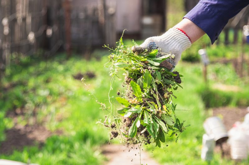 Products For Hedge Removals in use