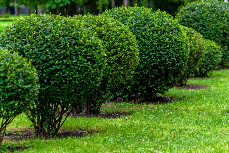 Shrubs with New Growth