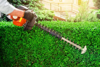 Trim or Cut Back Hedges